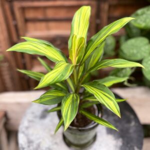 Cordyline fruticosa 'Kiwi', blad