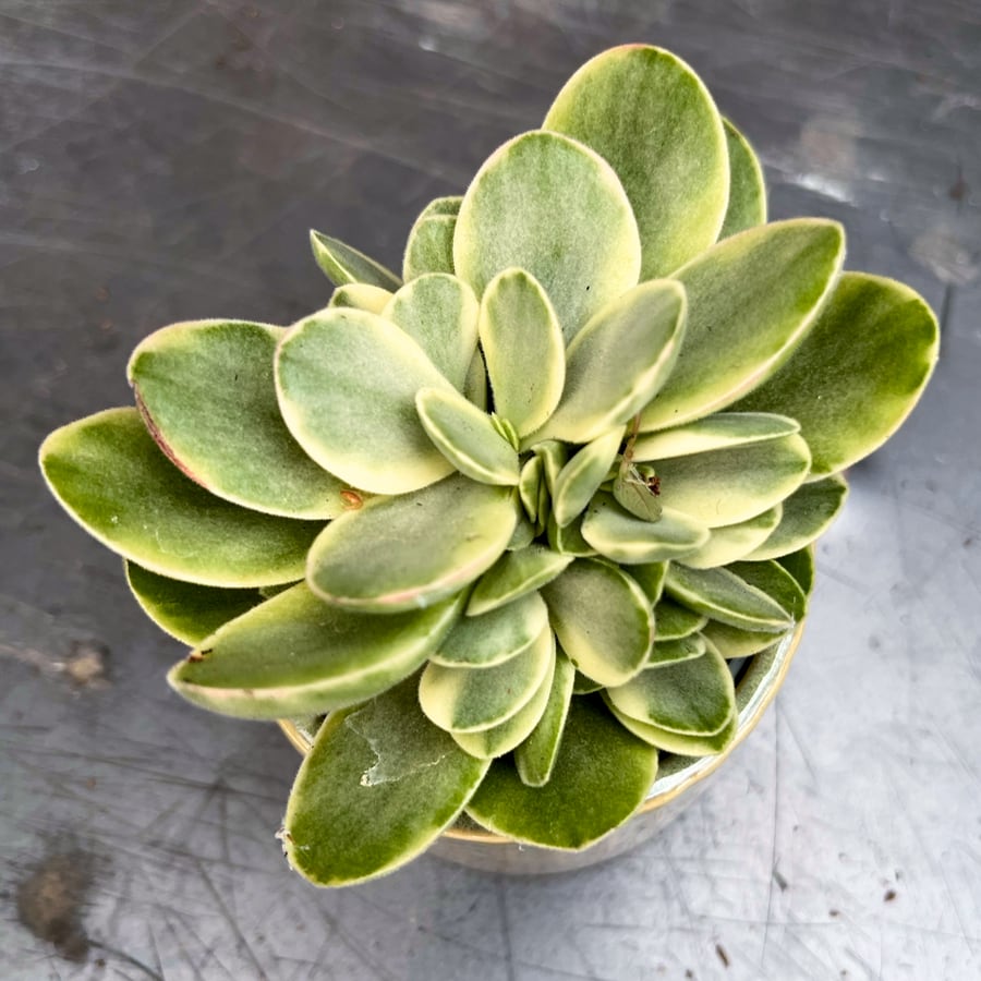 Crassula ovata 'Moneymaker Jade', blad