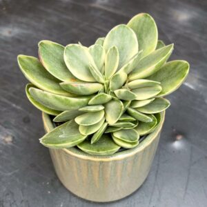 Crassula ovata 'Moneymaker Jade', ung planta