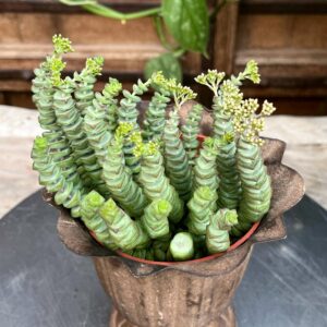 Crassula rupestris subsp. marnieriana, blommor och blad