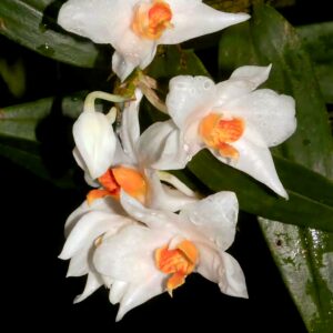 Dendrobium daklakense, blommor