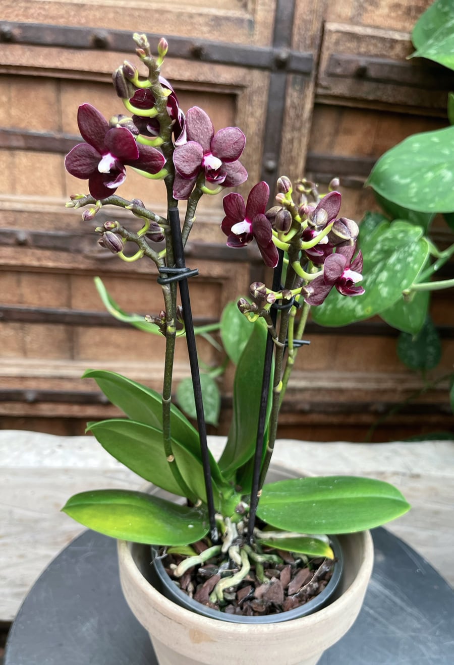 Doritaenopsis Black Diamond, blommande planta