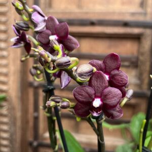 Doritaenopsis Black Diamond, blommor