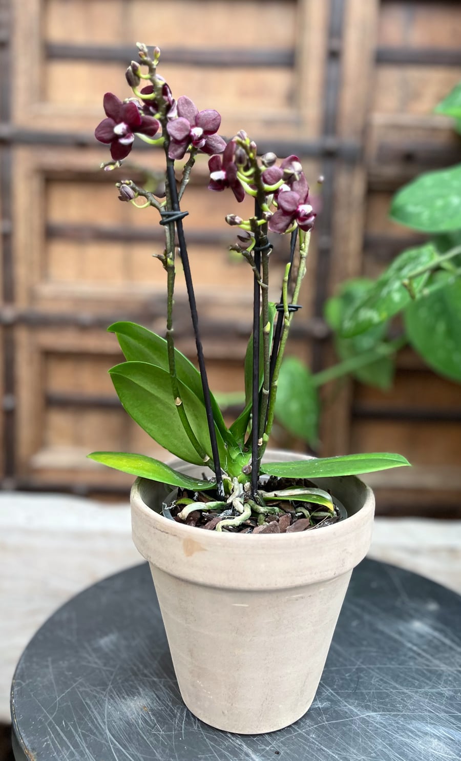 Doritaenopsis Black Diamond, i blom
