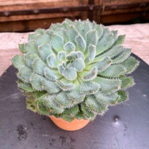 Echeveria setosa, rosett