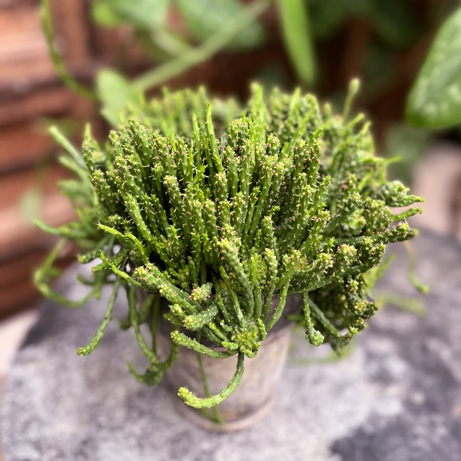 Euphorbia caput-medusae, stammar