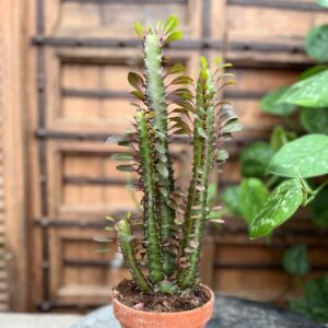 Euphorbia trigona f. rubra, vuxen planta