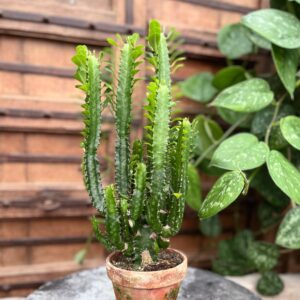 Euphorbia trigona, vuxen planta