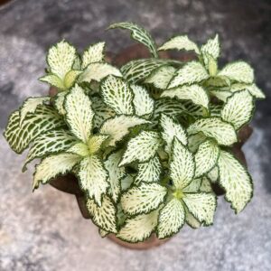 Fittonia albivenis 'White Forest Flame', blad