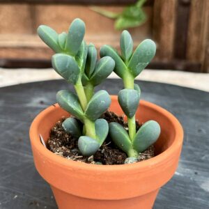 Gibbaeum petrense, större ung planta