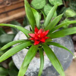 Guzmania Blitz, blomma