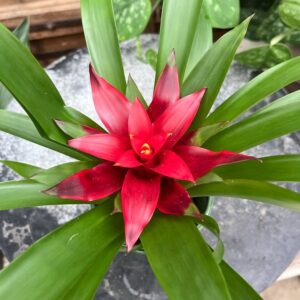 Guzmania Sky, blomma