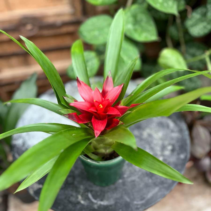 Guzmania Sky, blommande planta
