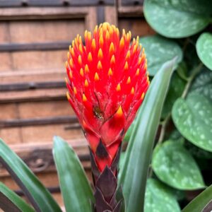 Guzmania Tala, blomma