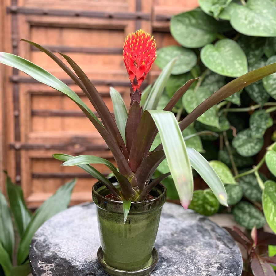 Guzmania Tala, blommande planta