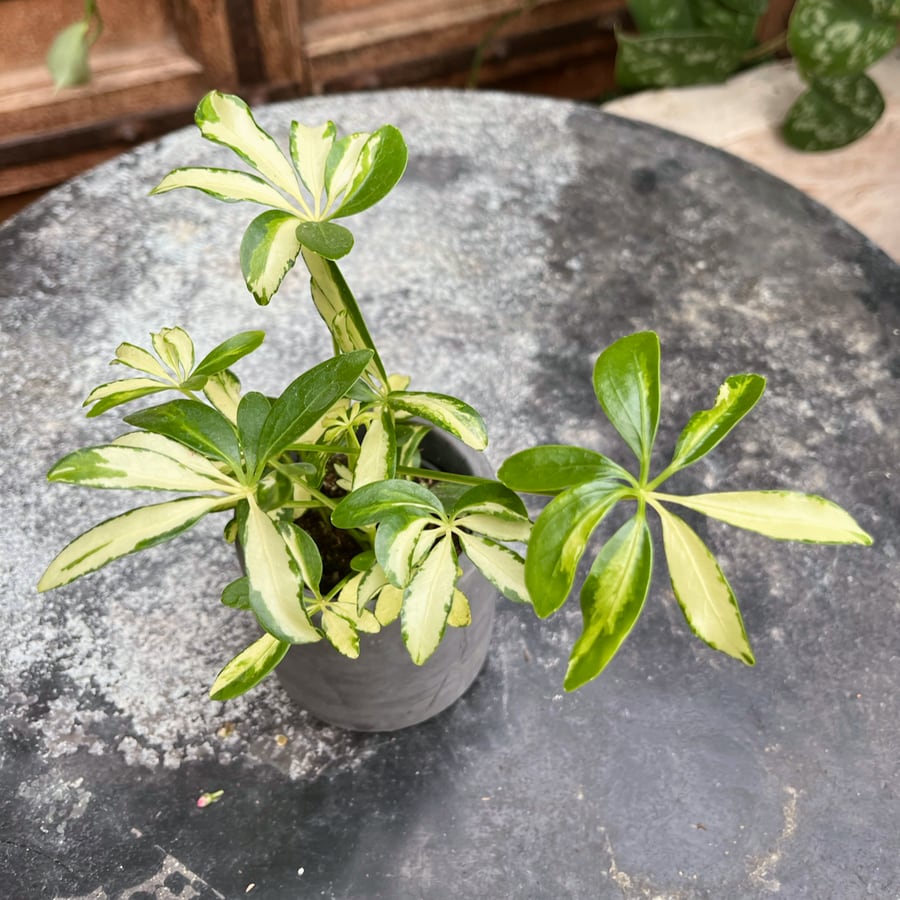 Heptapleurum arboricola 'Madame de Smet', blad