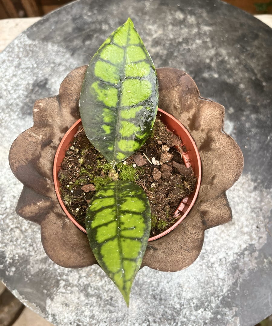Hoya callistophylla 'Black Cat', blad