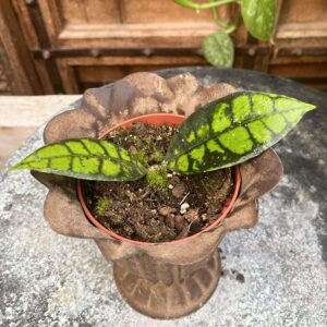 Hoya callistophylla 'Black Cat', ung planta