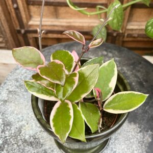 Hoya carnosa 'Flamingo Dream', blad