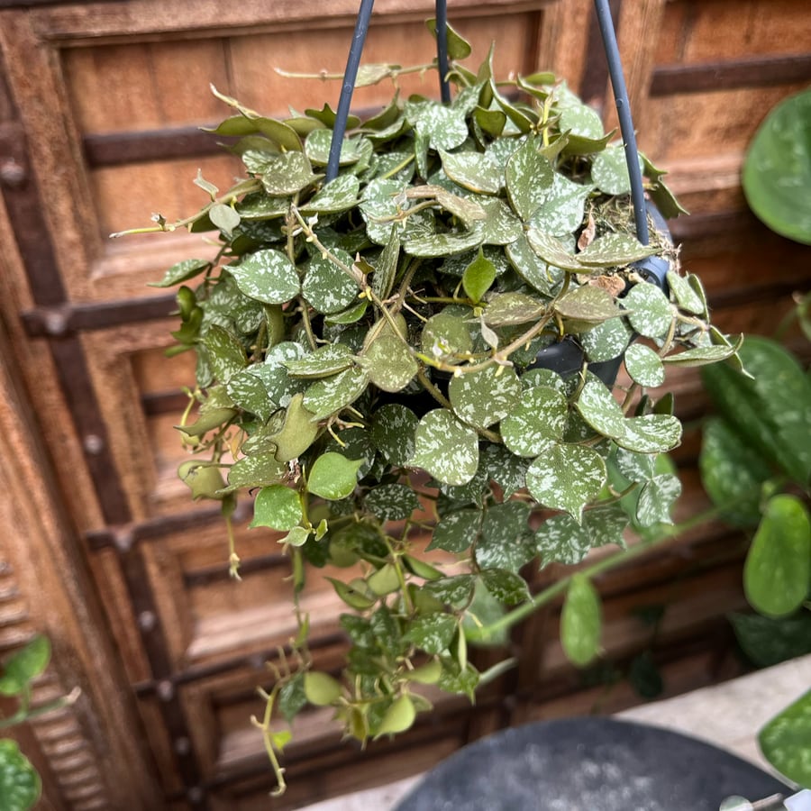 Hoya curtisii, blad