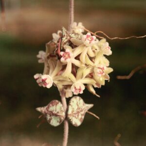 Hoya curtisii, blommor