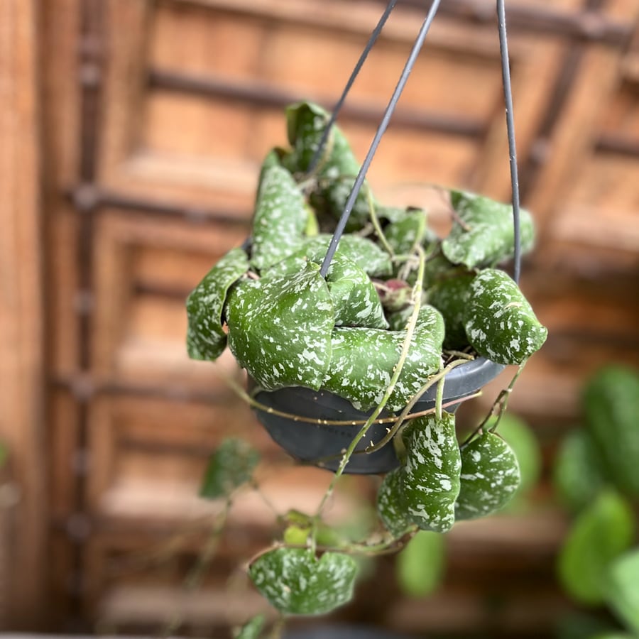 Hoya imbricata, blad