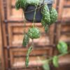 Hoya imbricata, vuxen planta