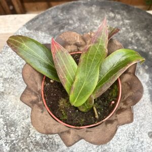 Hoya soligamiana, blad