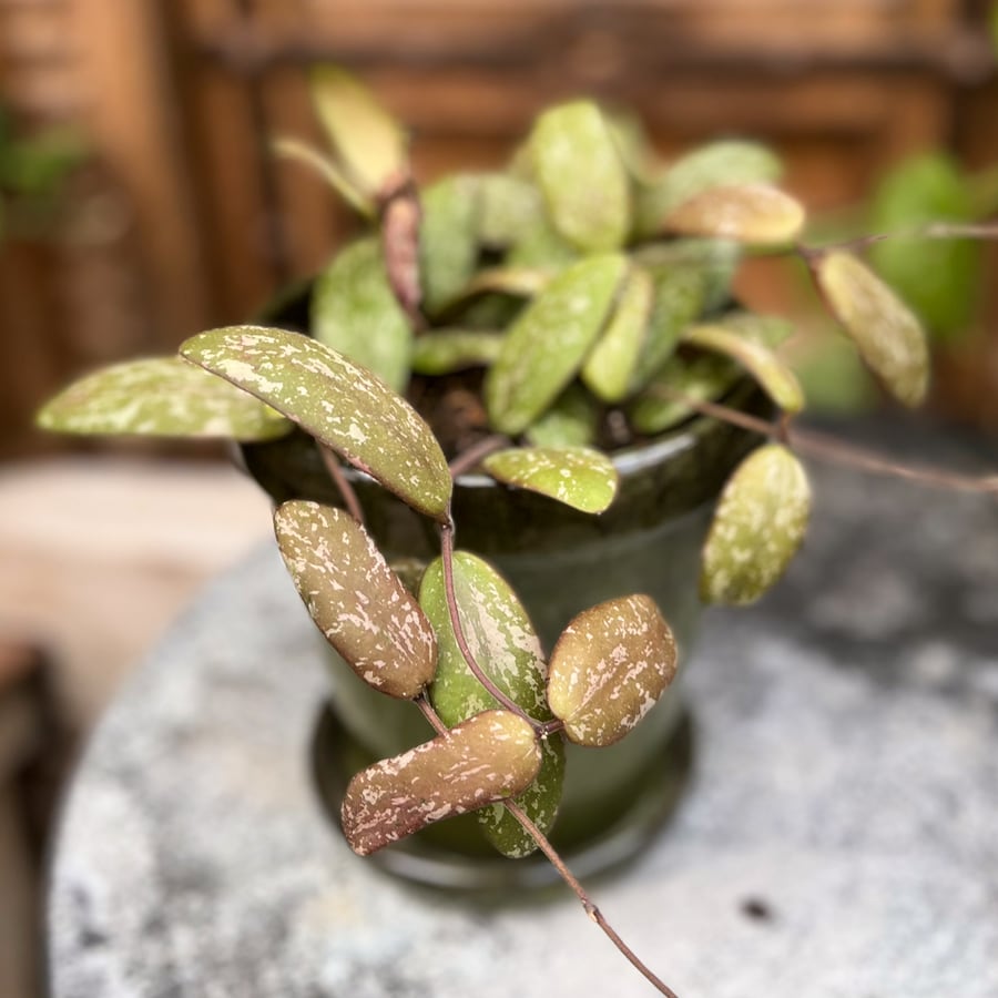 Hoya verticillata var. verticillata, blad