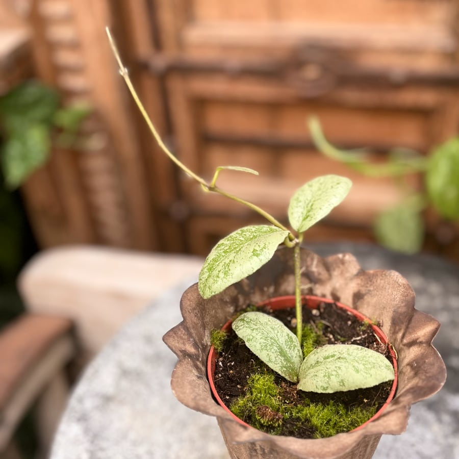 Hoya waymaniae 'Kapuas', planta