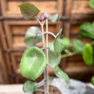 Kalanchoe Kusiformis, blad