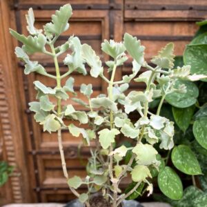 Kalanchoe beharensis, grenar och blad