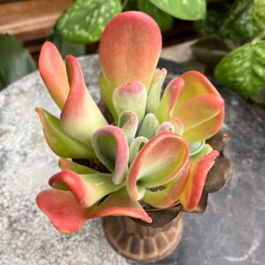 Kalanchoe thyrsiflora 'Red Lip', vuxen planta