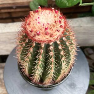 Melocactus broadwayi, planta