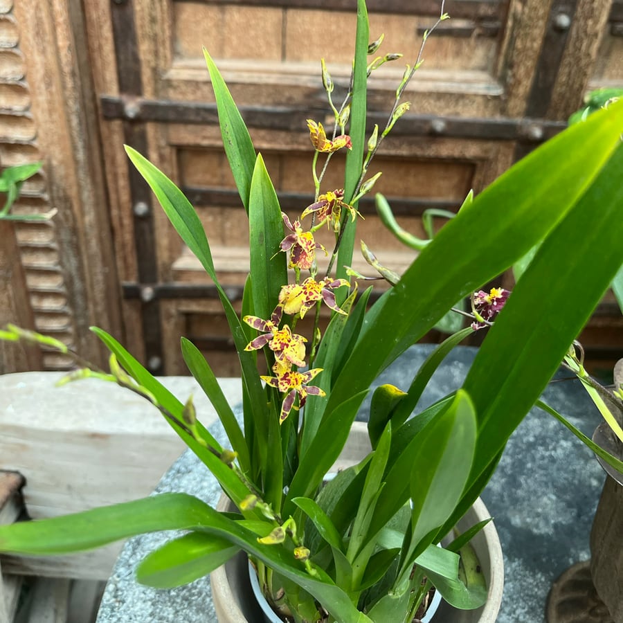 Oncidium-minihybrid, gul