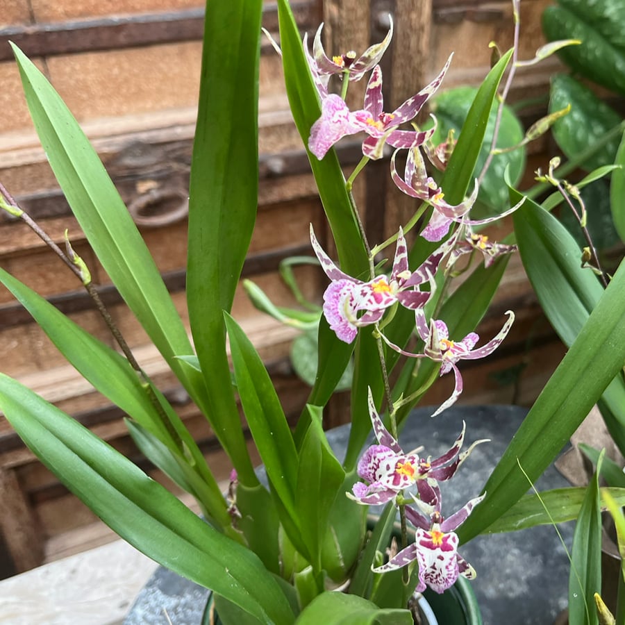 Oncidium minihybrid, ljusrosa och lila