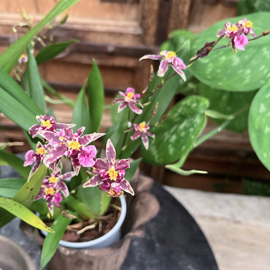 Oncidium-minihybrid, mörkrosa