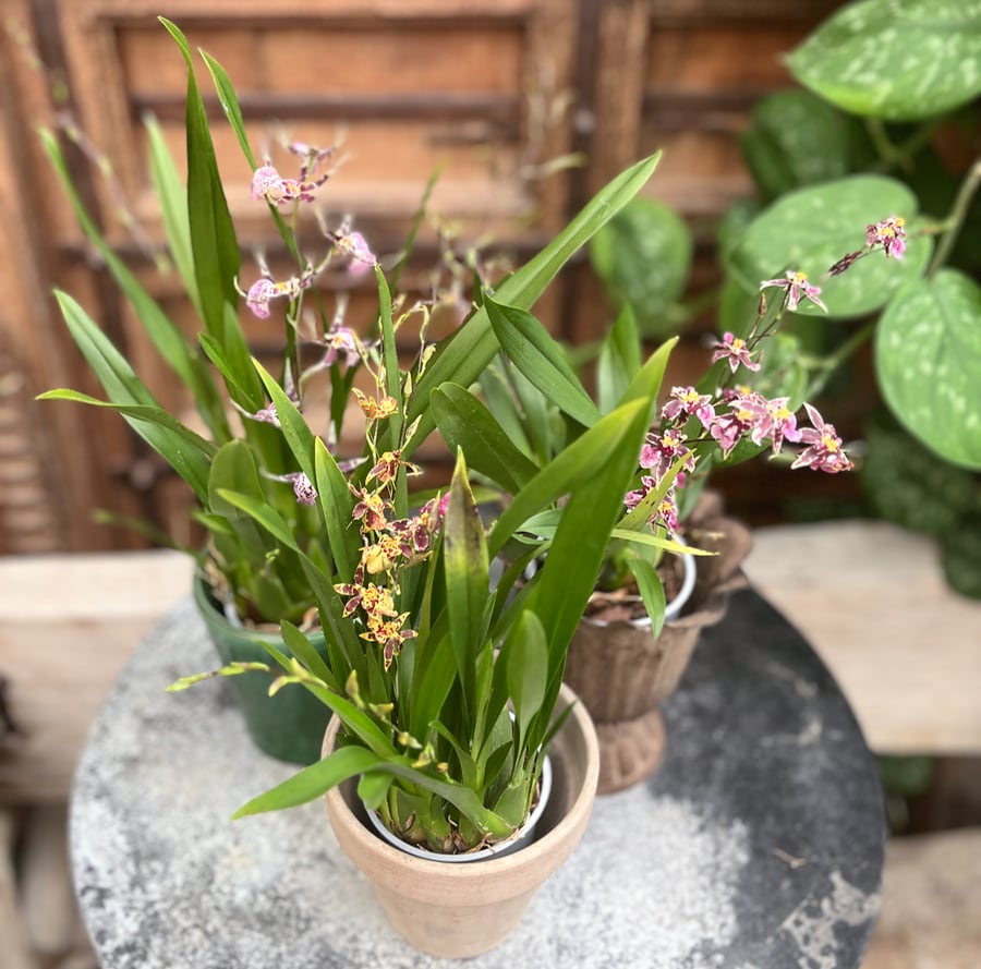 Oncidium-minihybrider
