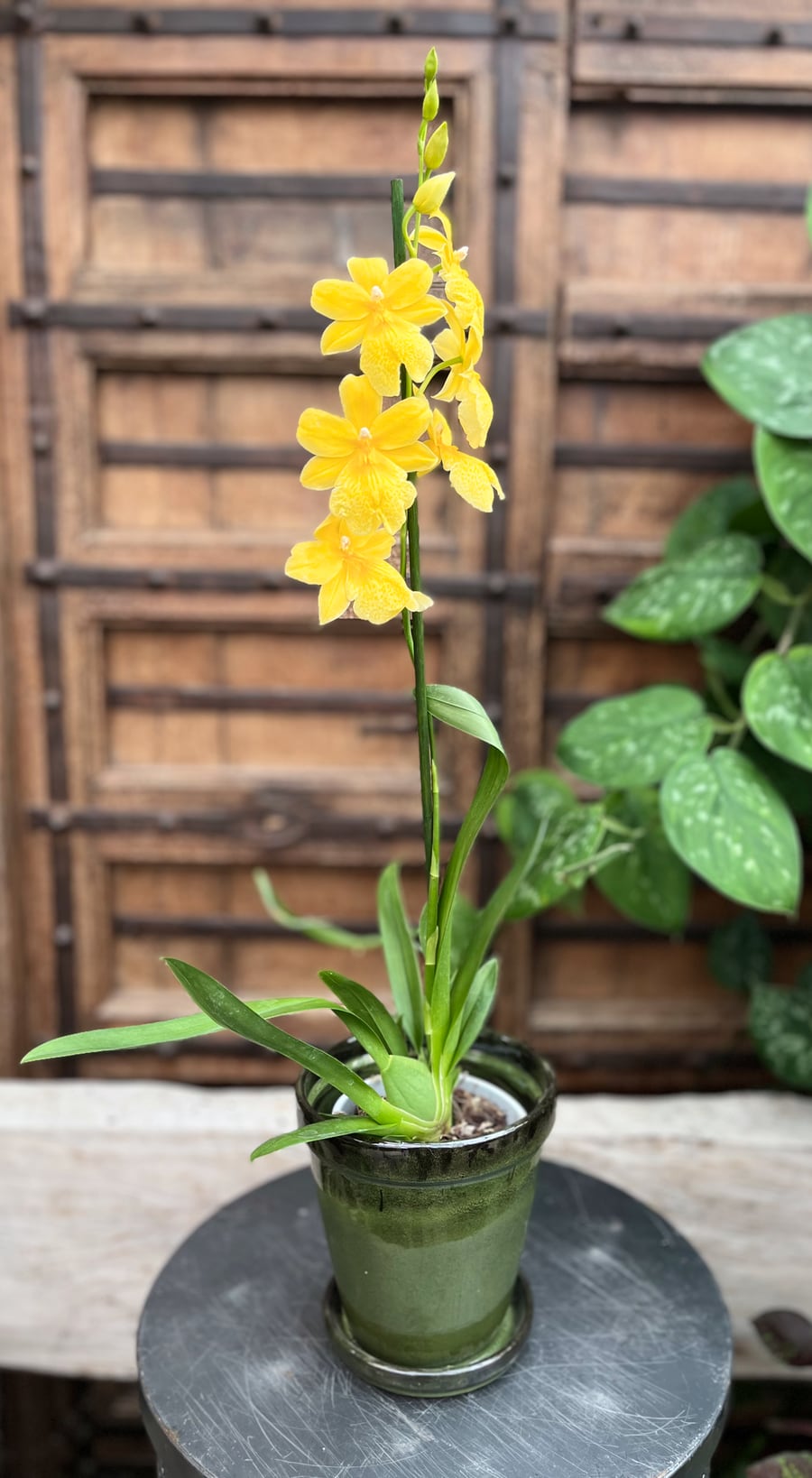 Oncidopsis Nelly Isler 'Yellow', 1 stängel