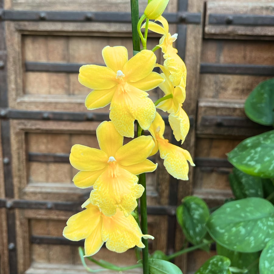 Oncidopsis Nelly Isler 'Yellow', blommor