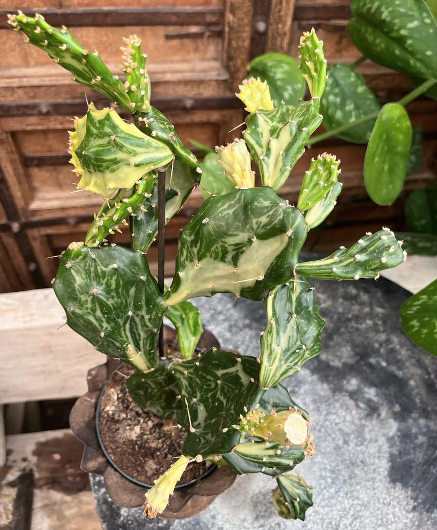 Opuntia jamaicensis 'Green Ghost', stammar