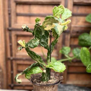 Opuntia jamaicensis 'Green Ghost', vuxen planta