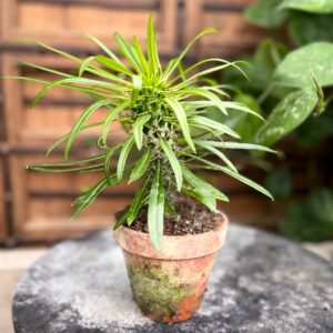 Pachypodium lamerei, vuxen planta, i 15 cm bred lerkruka