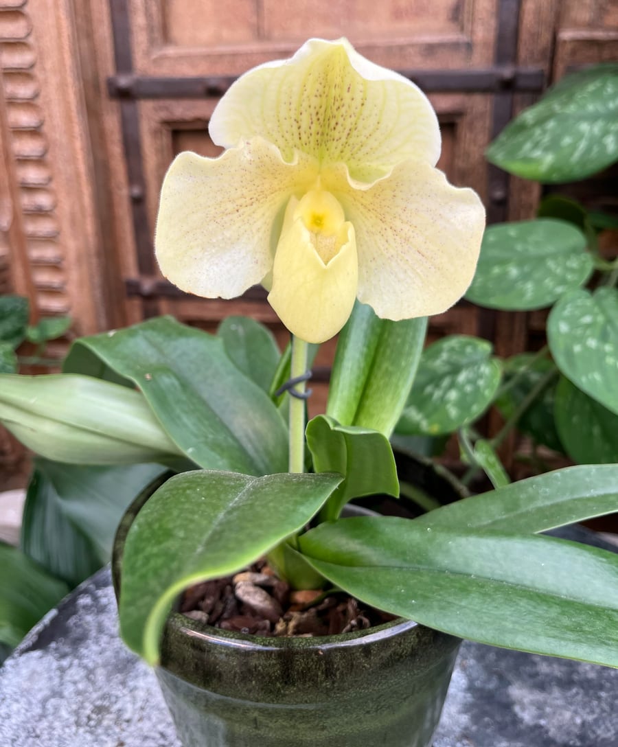Paphiopedilum Rosy Dawn 'Cognac', i blom