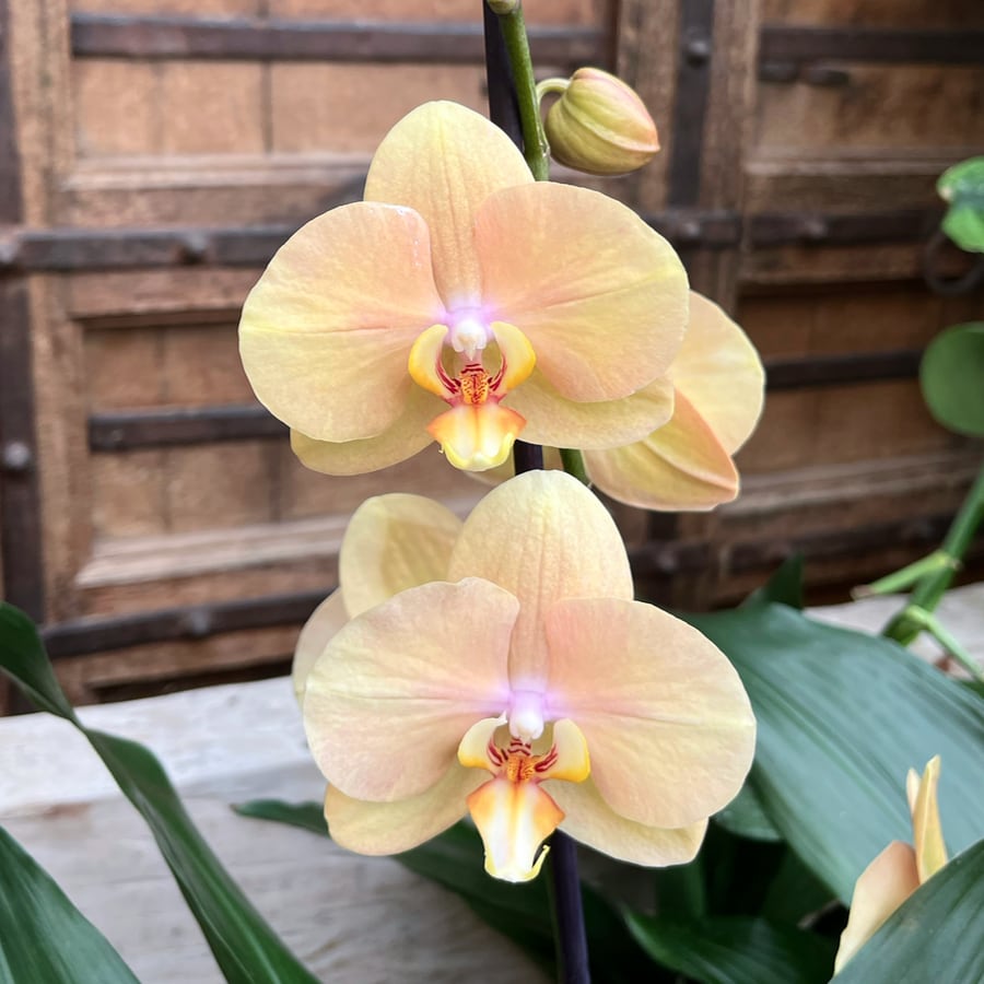 Phalaenopsis Karina, blommor