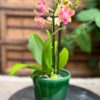 Phalaenopsis Multiflora Morning Brezee, 2 stänglar