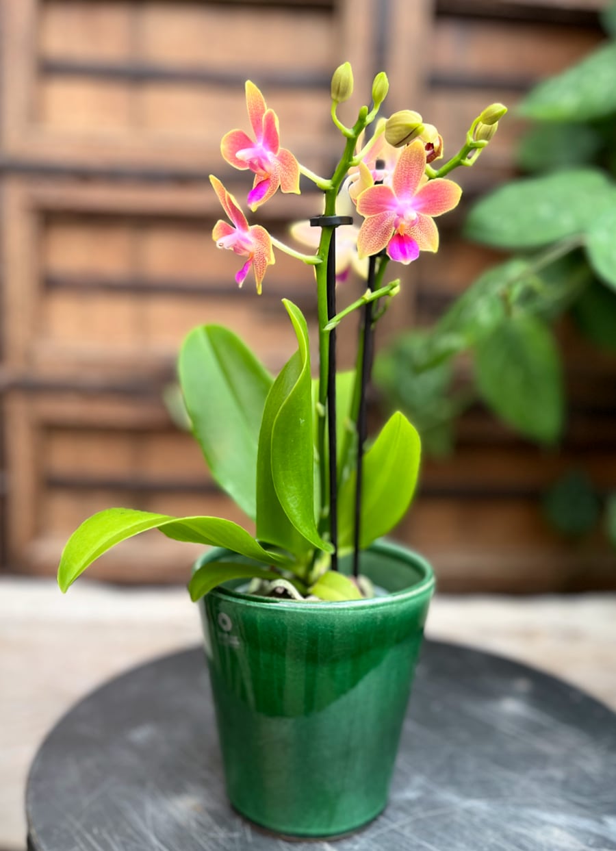 Phalaenopsis Multiflora Morning Brezee, 2 stänglar