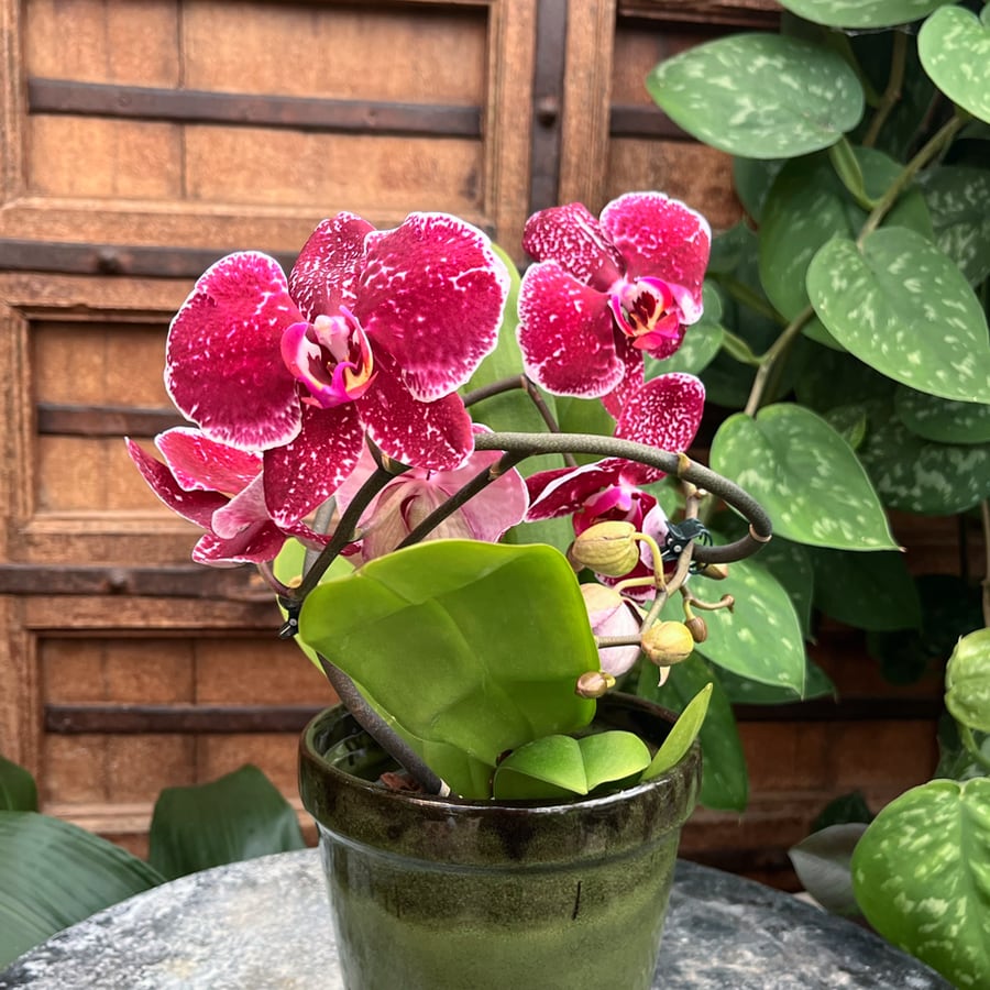 Phalaenopsis Muse Dark Wine - Bild 2