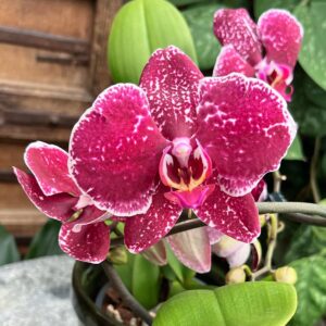 Phalaenopsis Muse Dark Wine, blommor