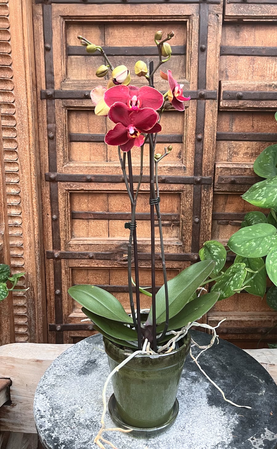 Phalaenopsis Ola, 2 stänglar